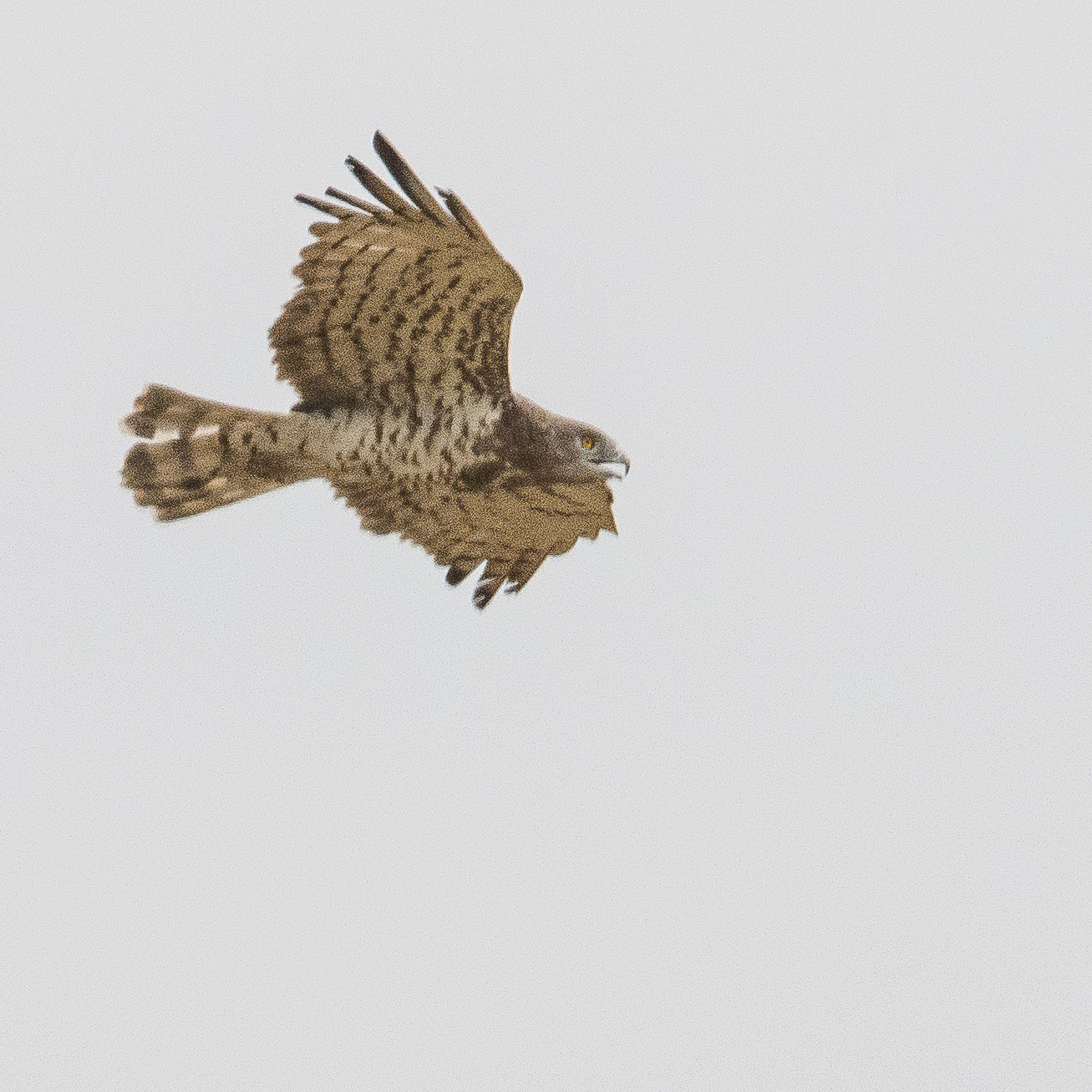 Circaète Jean Le Blanc (Short-toed Snake Eagle, Circaetus Gallicus), probable femelle adulte, Brousse de Somone, Sénégal.